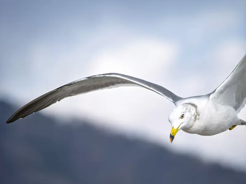 カモメの写真 - 野鳥図鑑