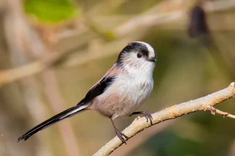 エナガの写真 - 野鳥図鑑