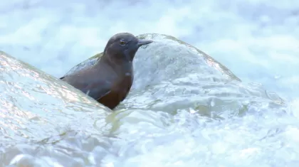 カワガラスの写真 - 野鳥図鑑