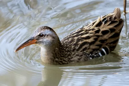 クイナの写真 - 野鳥図鑑