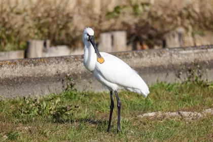 ヘラサギの写真 - 野鳥図鑑