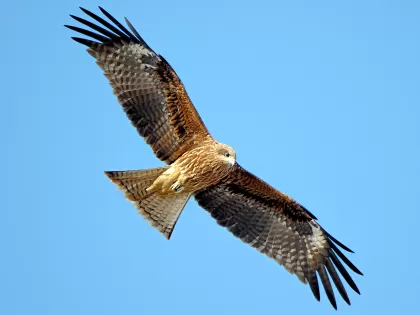 トビの写真 - 野鳥図鑑