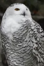 シロフクロウの写真4 - 野鳥図鑑