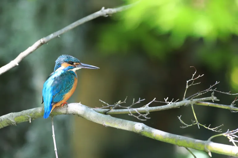 カワセミの写真 - 野鳥図鑑