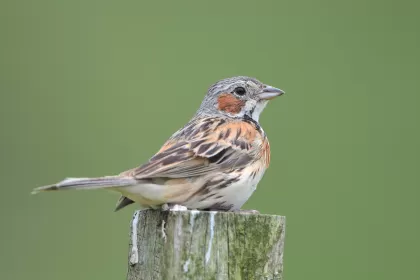 ホオアカの写真 - 野鳥図鑑