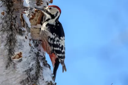 オオアカゲラの写真 - 野鳥図鑑