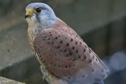 チョウゲンボウの写真 - 野鳥図鑑