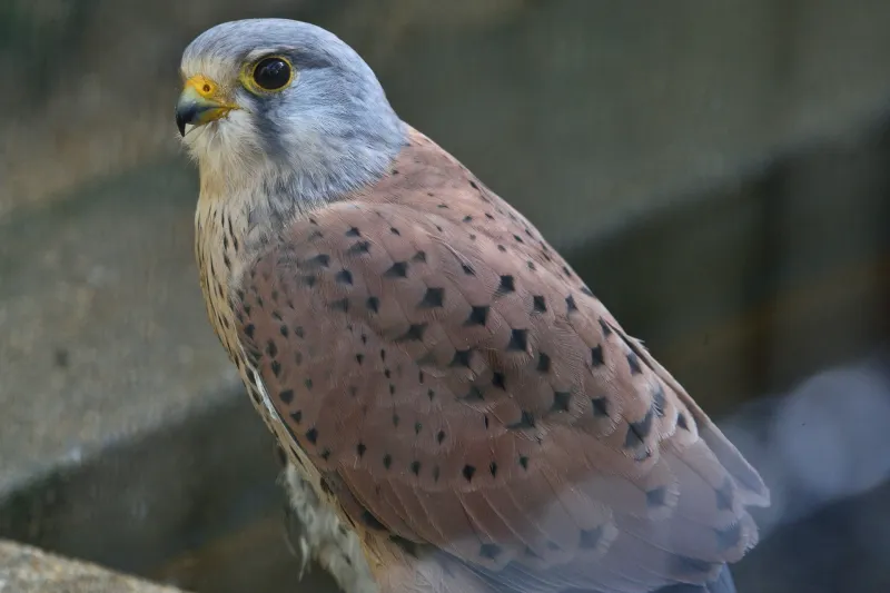 チョウゲンボウの写真 - 野鳥図鑑