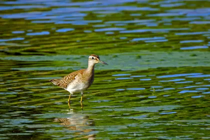 タカブシギの写真 - 野鳥図鑑