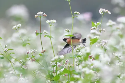 ノビタキの写真 - 野鳥図鑑