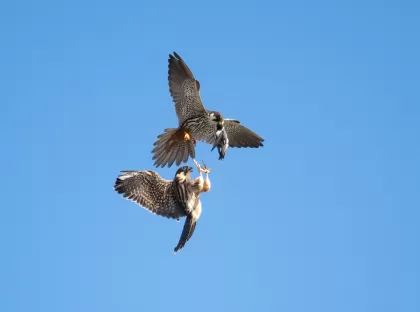 チゴハヤブサの写真 - 野鳥図鑑