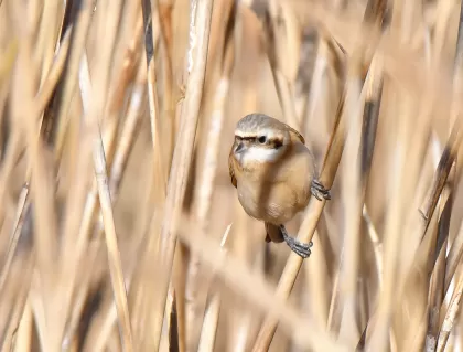 ツリスガラの写真 - 野鳥図鑑