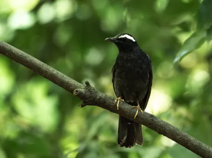 マミジロの写真 - 野鳥図鑑