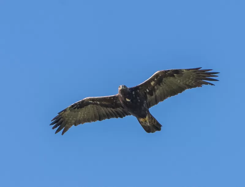 イヌワシの写真 - 野鳥図鑑