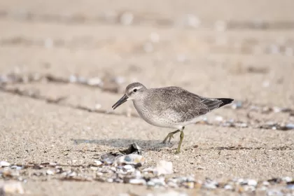 オバシギの写真 - 野鳥図鑑
