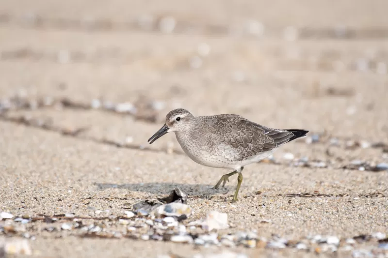オバシギの写真 - 野鳥図鑑