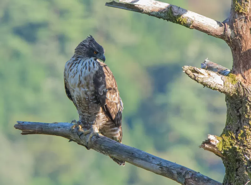 クマタカの写真 - 野鳥図鑑