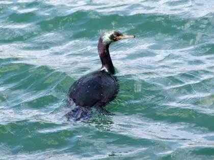 ヒメウの写真 - 野鳥図鑑