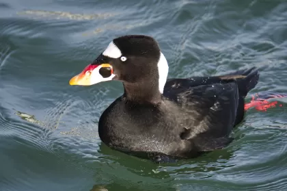 アラナミキンクロの写真 - 野鳥図鑑
