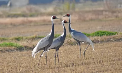 ナベヅルの写真 - 野鳥図鑑
