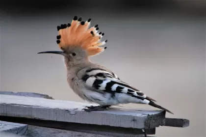 ヤツガシラの写真 - 野鳥図鑑