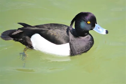 キンクロハジロの写真 - 野鳥図鑑