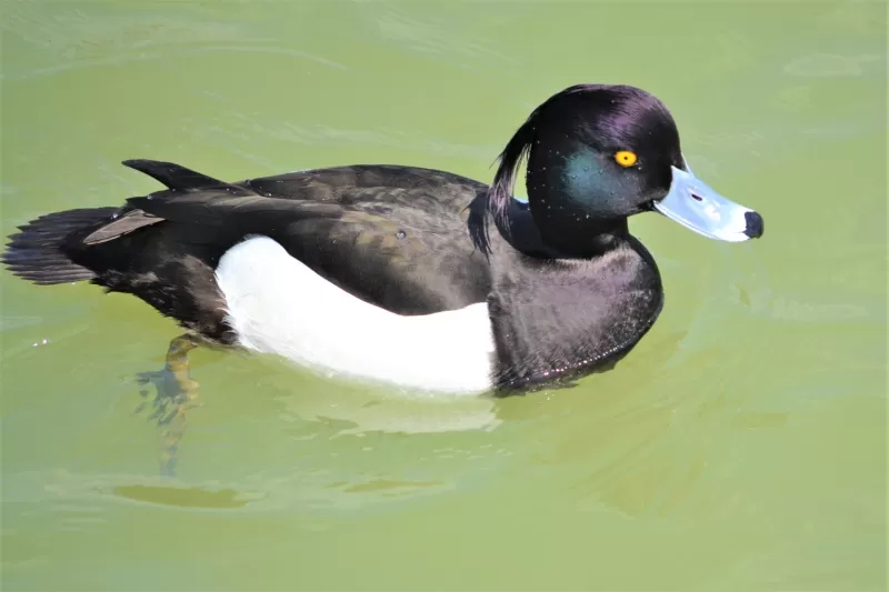 キンクロハジロの写真 - 野鳥図鑑