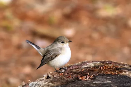 ニシオジロビタキの写真 - 野鳥図鑑