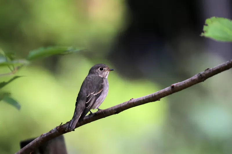 サメビタキの写真 - 野鳥図鑑