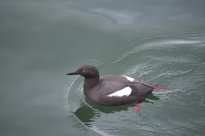ウミバトの写真 - 野鳥図鑑