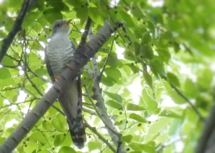 ホトトギスの写真 - 野鳥図鑑