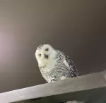 シロフクロウの写真1 - 野鳥図鑑