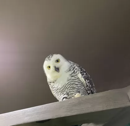シロフクロウの写真 - 野鳥図鑑