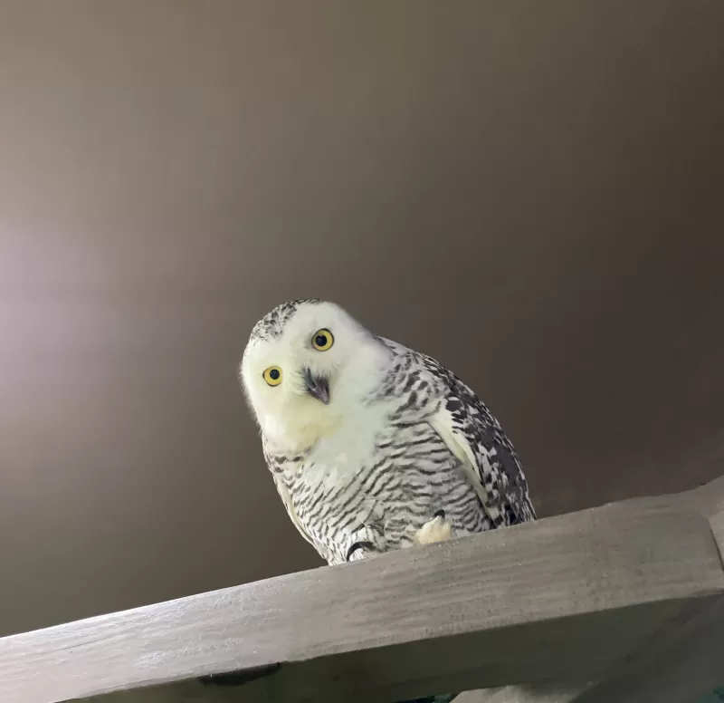 シロフクロウの写真 - 野鳥図鑑