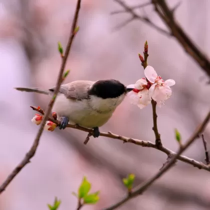 ハシブトガラの写真 - 野鳥図鑑