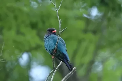 ブッポウソウの写真 - 野鳥図鑑