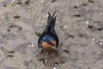 リュウキュウツバメの写真3 - 野鳥図鑑