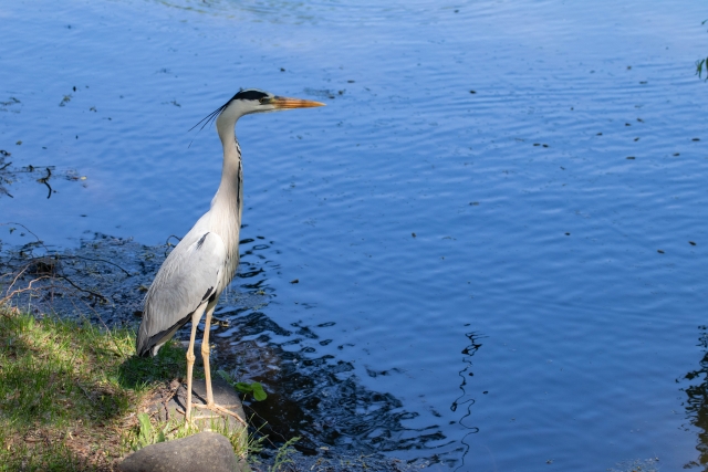 野鳥の生息環境