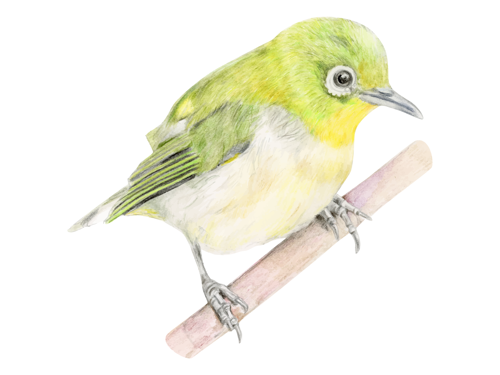 メジロのスケッチ